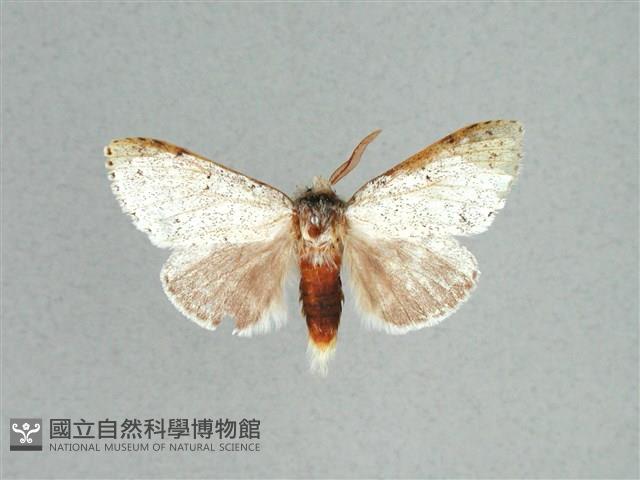 灰舟蛾藏品圖，第1張