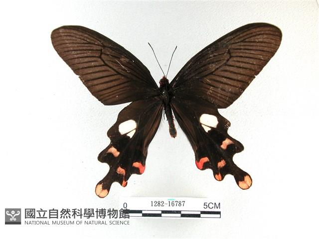 多姿麝鳳蝶藏品圖，第1張