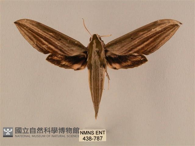 棕綠背線天蛾藏品圖，第1張