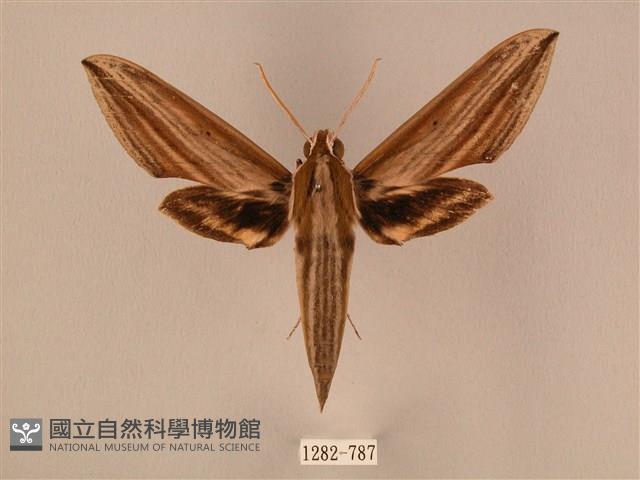 棕綠背線天蛾藏品圖，第1張