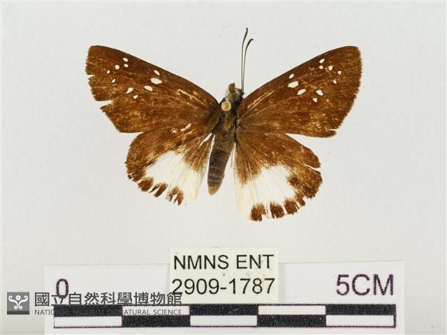 熱帶白裙弄蝶藏品圖，第1張