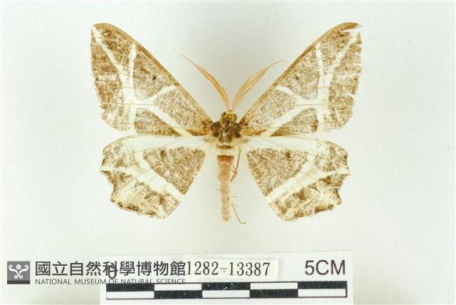 樹形尺蛾藏品圖，第1張