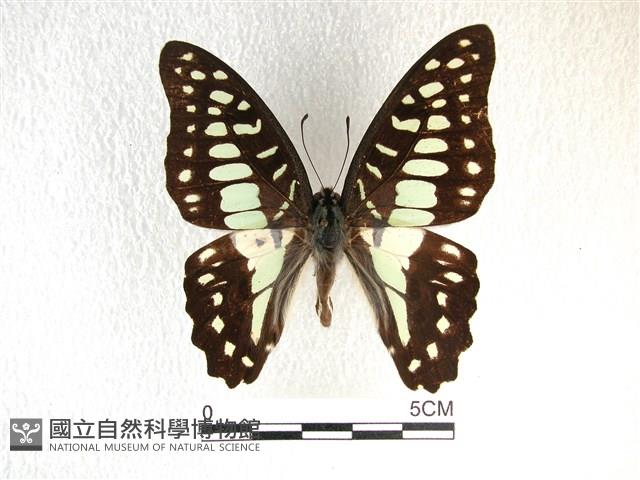 木蘭青鳳蝶藏品圖，第1張