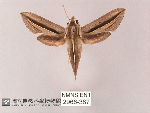 單斜紋天蛾藏品圖，第1張