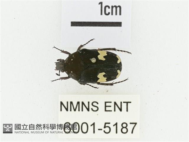 灰斑擬黑花金龜藏品圖，第1張