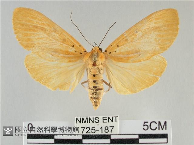 橙擬燈蛾藏品圖，第1張