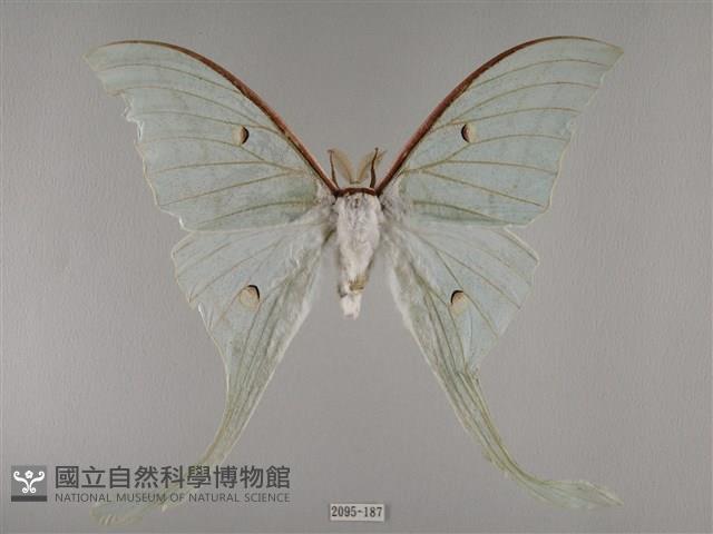 長尾水青蛾藏品圖，第1張