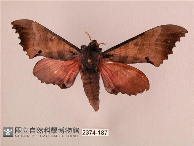 桃紅六點天蛾藏品圖，第1張