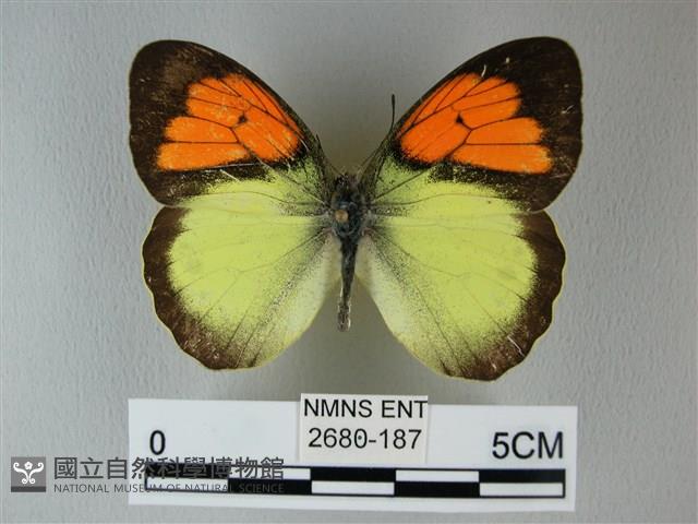 異粉蝶、雌白黃蝶藏品圖，第1張