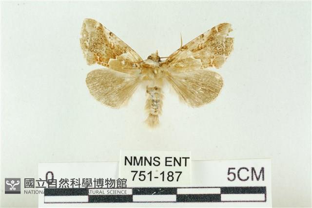 寬帶波紋蛾藏品圖，第1張