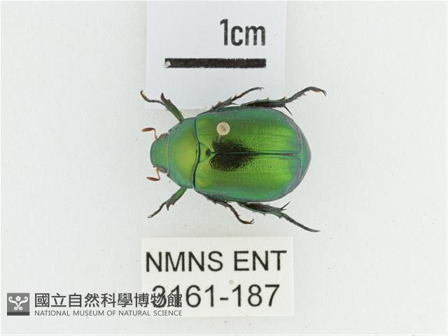 艷金龜藏品圖，第1張