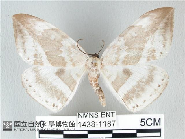 圓翅大鉤蛾藏品圖，第1張
