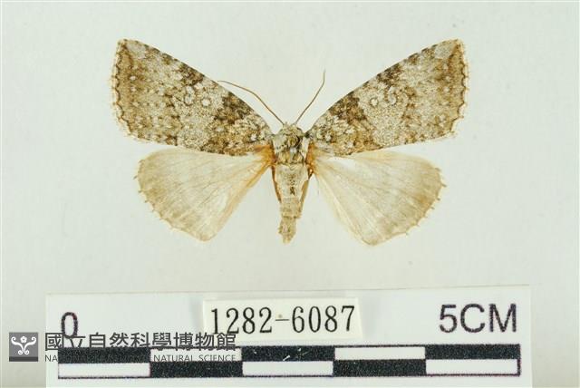 臺灣銀斑異波紋蛾藏品圖，第1張