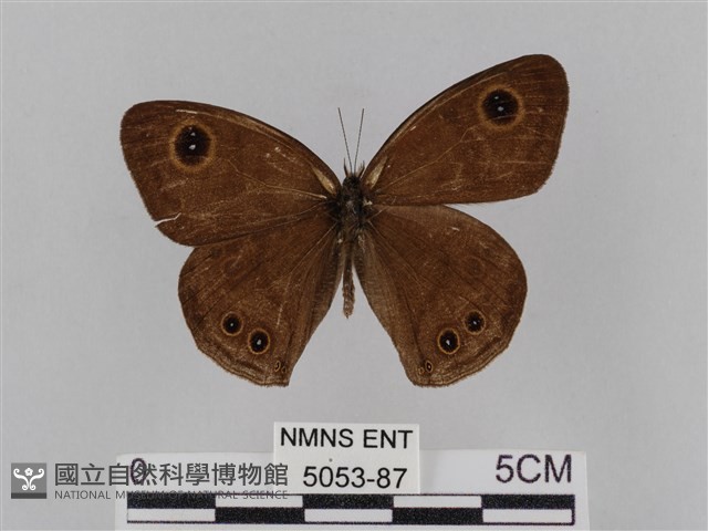 大波眼蝶藏品圖，第1張