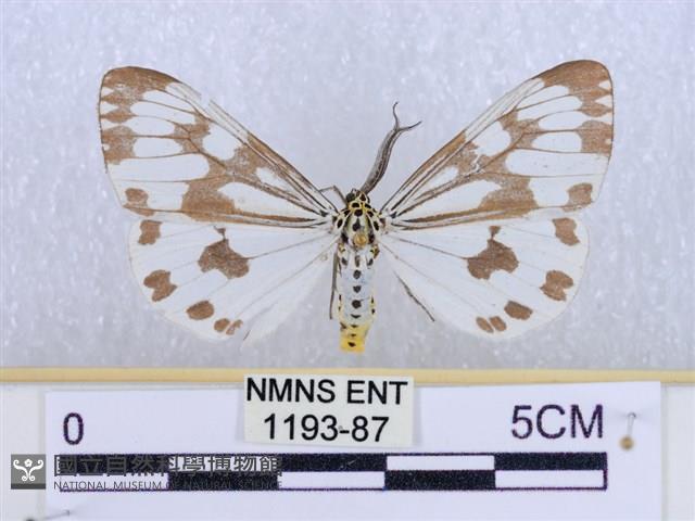 粉蝶燈蛾藏品圖，第1張