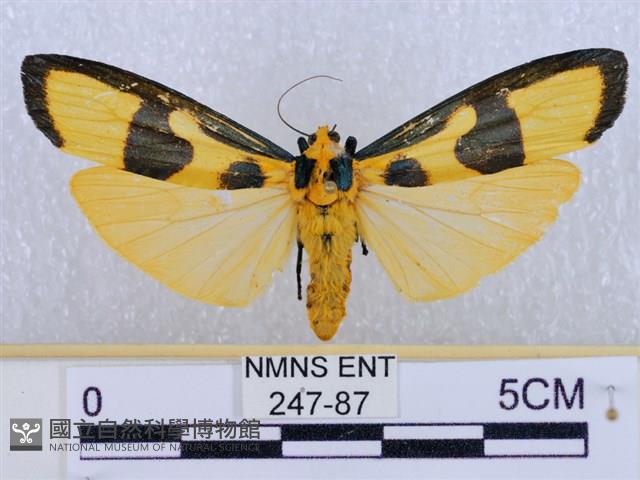 閃光苔蛾藏品圖，第1張