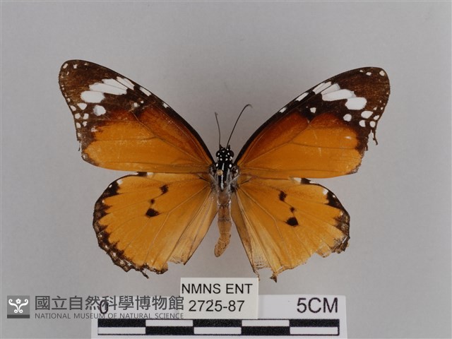樺斑蝶藏品圖，第1張