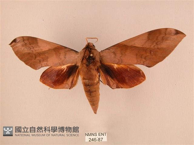 波紋豆天蛾藏品圖，第1張