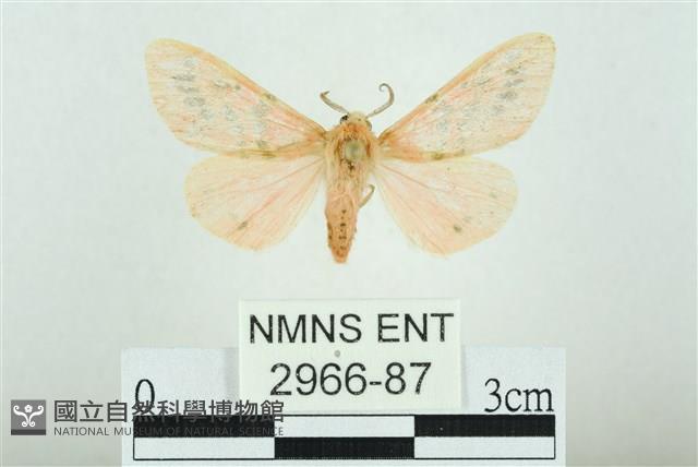 三條橙燈蛾藏品圖，第1張