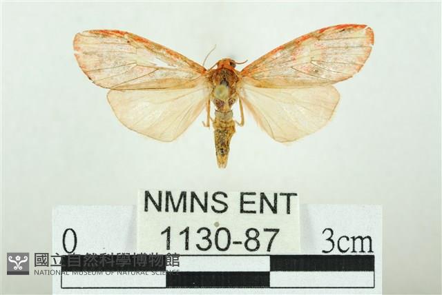 三色豔苔蛾藏品圖，第1張