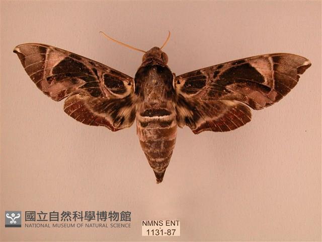 暗綠白腰天蛾藏品圖，第1張