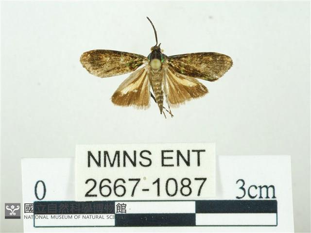 叉紋閃舞蛾藏品圖，第1張