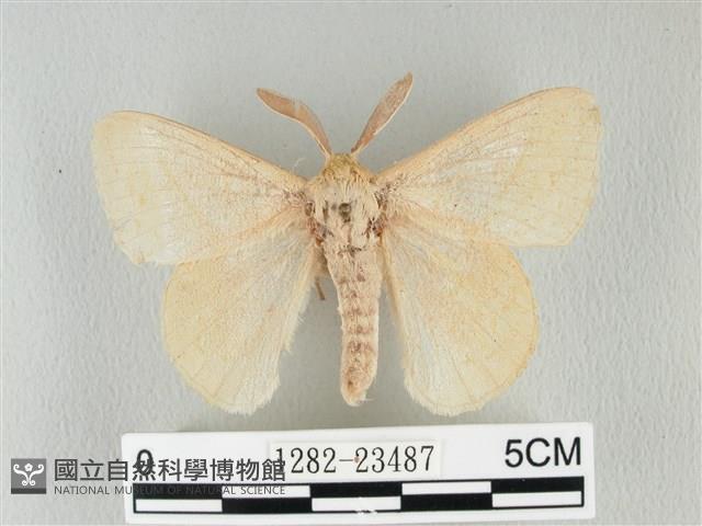 青枯葉蛾藏品圖，第1張