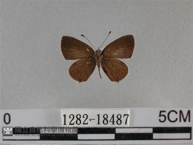 黑星灰蝶藏品圖，第1張