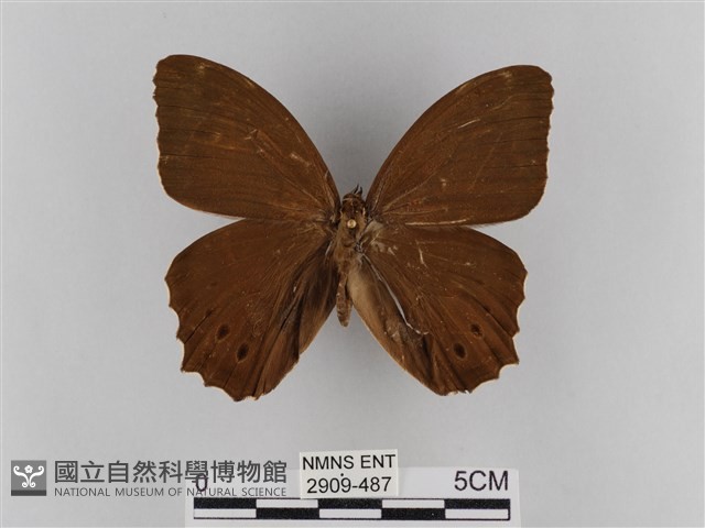 褐翅蔭眼蝶藏品圖，第1張