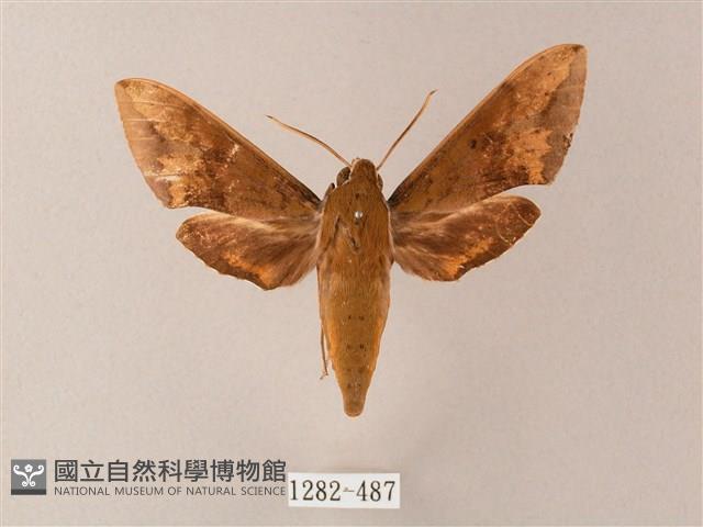 臺灣白肩天蛾藏品圖，第1張