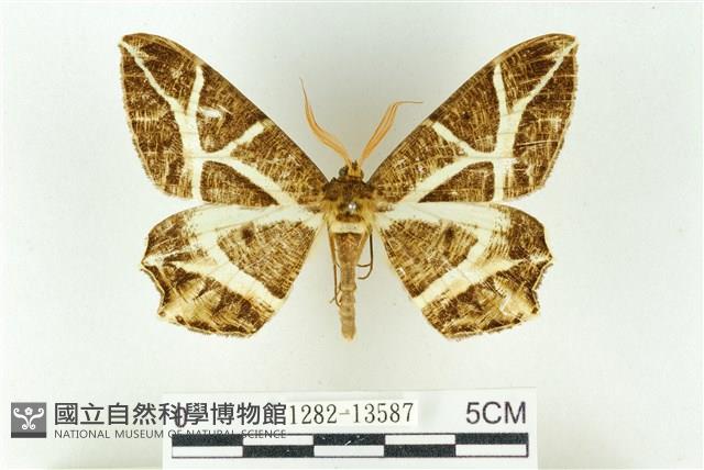 樹形尺蛾藏品圖，第1張