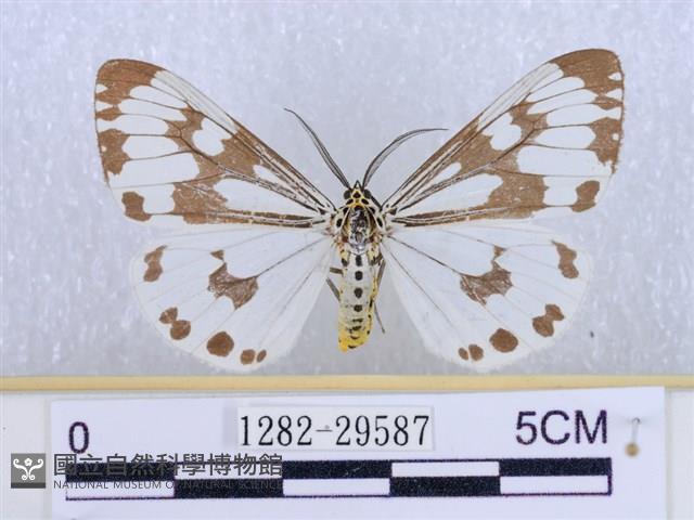 粉蝶燈蛾藏品圖，第1張