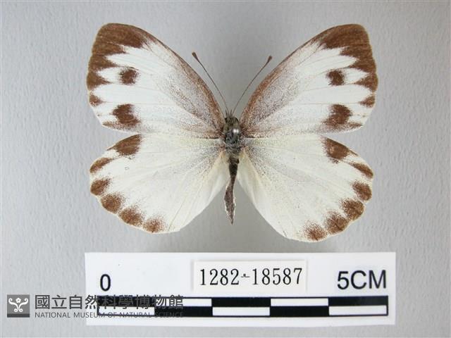 緣點白粉蝶藏品圖，第1張