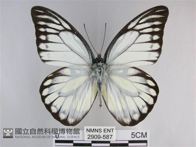 鋸粉蝶藏品圖，第1張