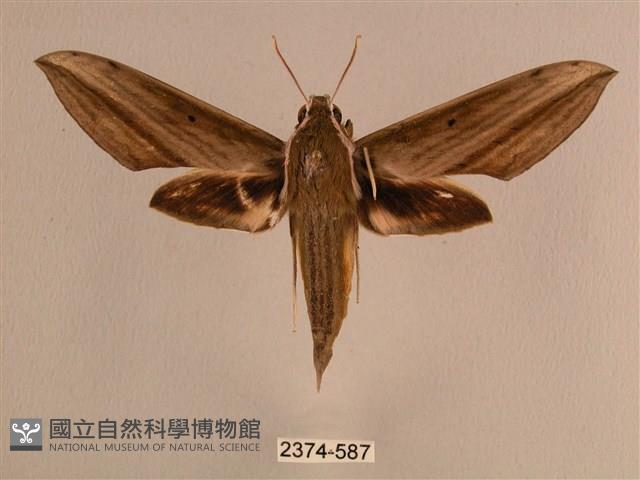 背線天蛾藏品圖，第1張