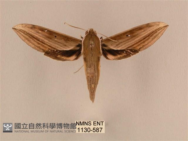 背線天蛾藏品圖，第1張