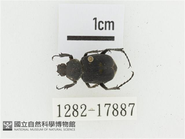 血紅虎斑花金龜藏品圖，第1張