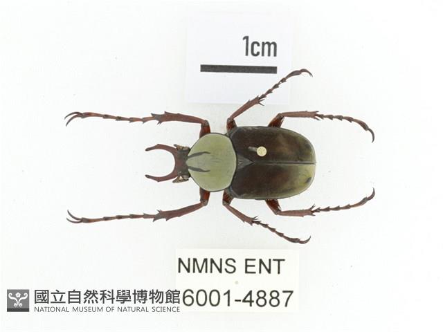 臺灣角金龜藏品圖，第1張