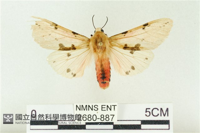 棍棒污燈蛾藏品圖，第1張