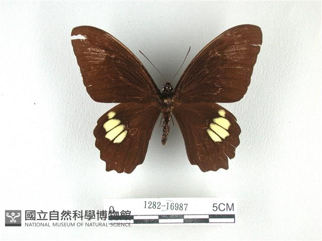 無尾白紋鳳蝶藏品圖，第1張