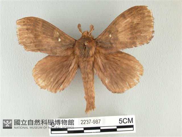 波紋枯葉蛾藏品圖，第1張