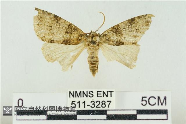 臺灣銀斑異波紋蛾藏品圖，第1張