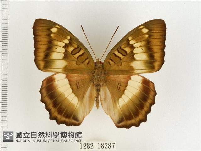 臺灣翠蛺蝶藏品圖，第1張