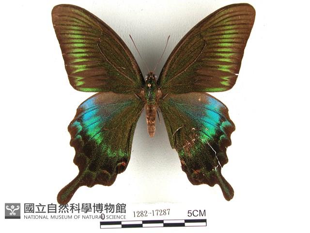 翠鳳蝶蘭嶼亞種藏品圖，第1張