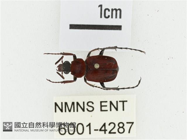 血紅虎斑花金龜藏品圖，第1張