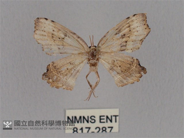 擬凹角鉤蛾藏品圖，第1張