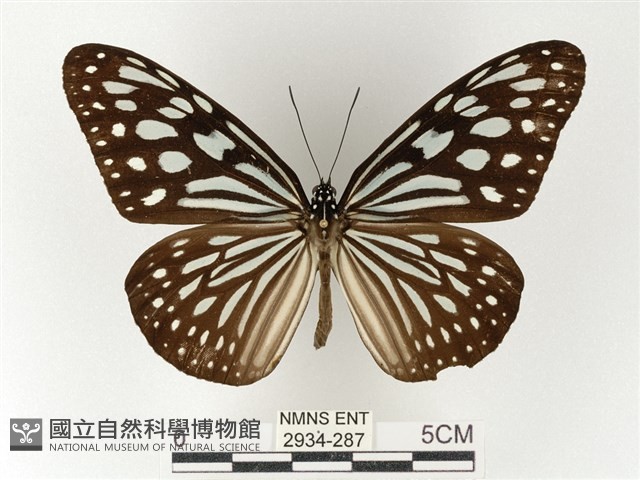 旖斑蝶藏品圖，第1張