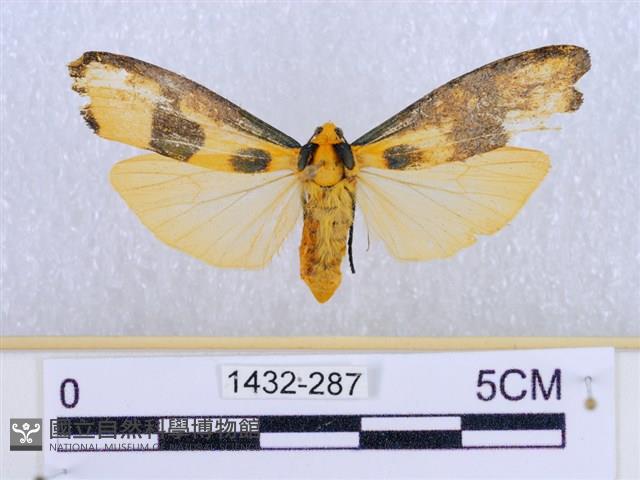 閃光苔蛾藏品圖，第1張