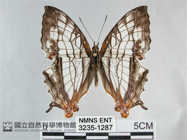 網絲蛺蝶、石牆蝶藏品圖，第1張