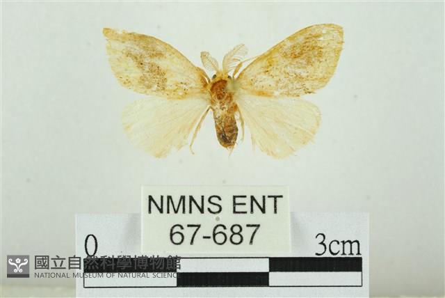 寬紋黃毒蛾藏品圖，第1張
